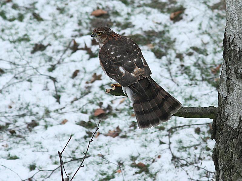 IMG_4087_bentn_dk.jpg - Lundtofte 26 januar 2013