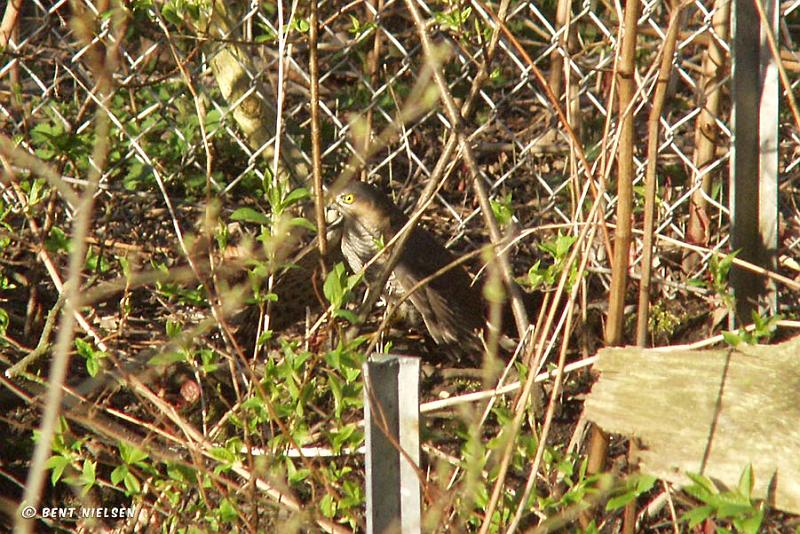 sparrowhawk_bentnielsen.jpg - 20-04 2008 Raadvad. Spurvehøgen sad långs åen bag knivfabrikken og spiste sit bytte.