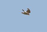 IMG_2516_bentn_dk