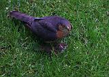 IMG_4109_bentn_dk
