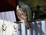 IMG_4870_bentn_dk