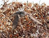 IMG_6831_bentn_dk