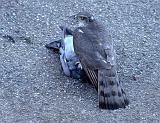 IMG_8038_bentn_dk