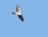 IMG_8464_bentn_dk