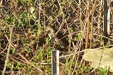 sparrowhawk_bentnielsen