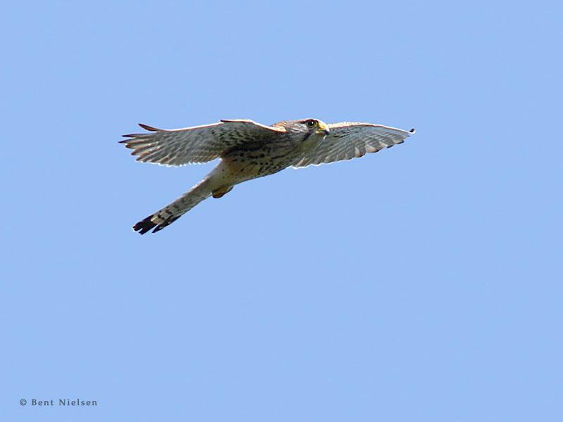 IMG_4012_bentn_dk.jpg - Lundtofte 20 juni 2013