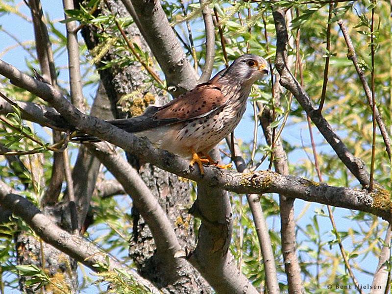 IMG_5546_bentn_dk.jpg - Jægersborg Dyrehave 15 maj 2013