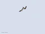 IMG_5290_bentn_dk