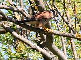 IMG_5533_bentn_dk