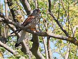 IMG_5545_bentn_dk
