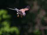 IMG_5732_bentn_dk
