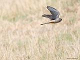 IMG_5745_bentn_dk