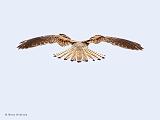 IMG_6683_bentn_dk