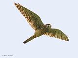 IMG_6725_bentn_dk