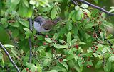 IMG_3095_bentn_dk