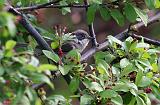 IMG_3125_bentn_dk