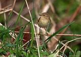 IMG_4681_bentn_dk