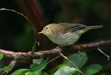 IMG_8342_bentn_dk