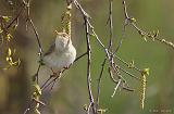 IMG_5412_bentn_dk