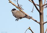 IMG_8882_bentn_dk