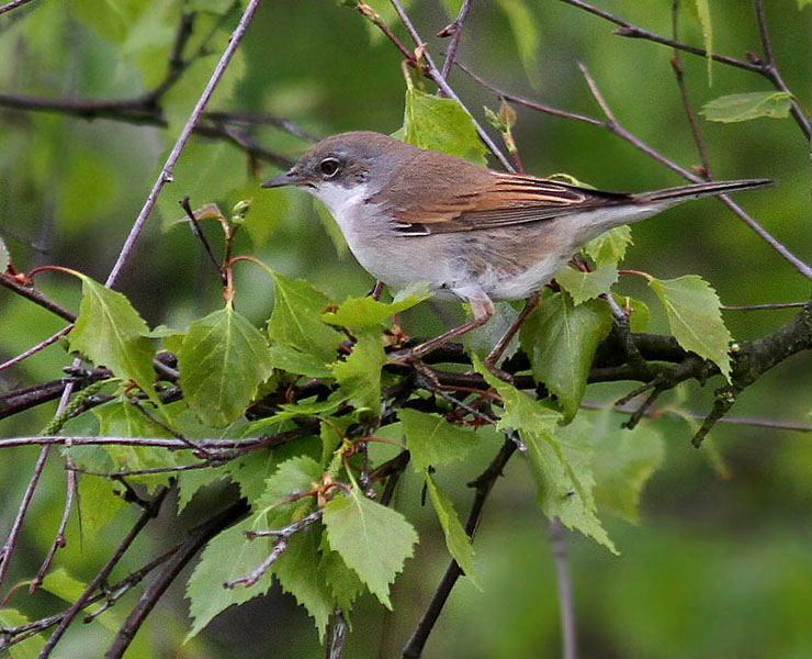 IMG_1655_bentn_dk.jpg - (Lundtofte 9 maj 2012.) Første obs ved min bopæl så den måtte fanges selvom jeg dårligt nok kunne løfte   kamera+linse pga. muskelsmerter