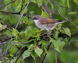 IMG_1655_bentn_dk