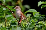 IMG_8020_bentn_dk