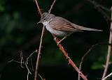 IMG_8989_bentn_dk