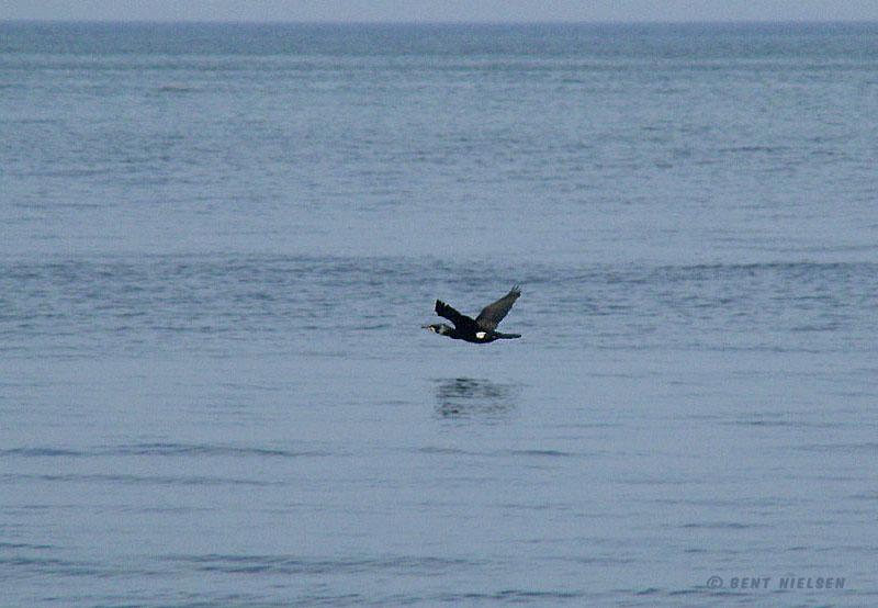 P4123880_bentn_dk.jpg - Øresund 12 April 2008