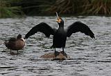 IMG_5119_bentn_dk