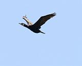 IMG_6878_bentn_dk