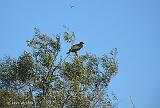 P1010951_bentn_dk