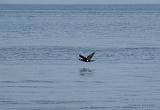 P4123880_bentn_dk