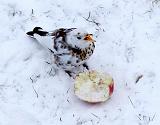 IMG_6315_bentn_dk