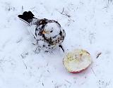 IMG_6322_bentn_dk