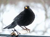 P1190059_bentn_dk