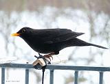 P1190063_bentn_dk