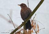 P1190166_bentn_dk