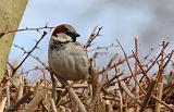 IMG_7040_bentn_dk