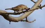 IMG_7111_bentn_dk