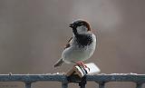 IMG_9520_bentn_dk