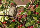 P1040556_bentn_dk