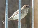 P1250467_bentn_dk