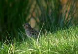 P5185519_bentn_dk