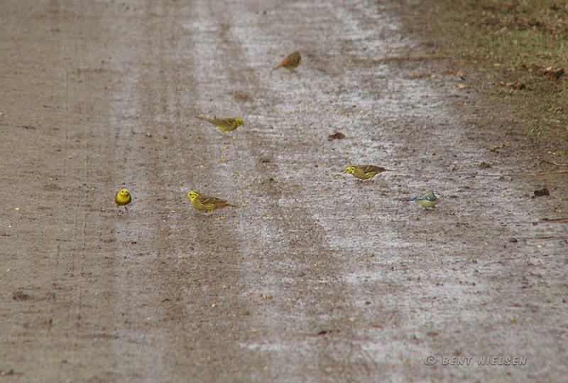 P3120996_bentn_dk.jpg - Jægersborg Dyrehave. 12-03 2008