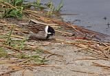 IMG_0115_bentn_dk