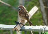 P1120374_bentn_dk