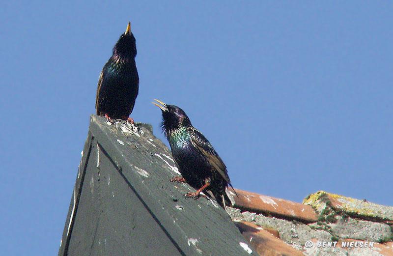 P4012932_bentn_dk.jpg - Jægersborg Dyrehave 01-04 2008