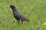 IMG_5538_bentn_dk