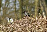 P4103666_bentn_dk